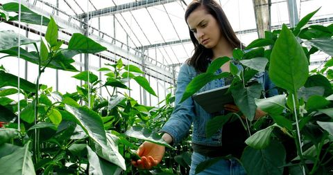 Female Botanist Conducting Research in a Greenhouse Environment - Download Free Stock Images Pikwizard.com