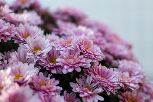 This image showcases a beautiful close-up of pink chrysanthemums in full bloom, highlighting their delicate petals and natural splendor. Perfect for use in gardening blogs, floral-themed projects, nature websites, and as decorative elements in design or home decor inspiration resources.