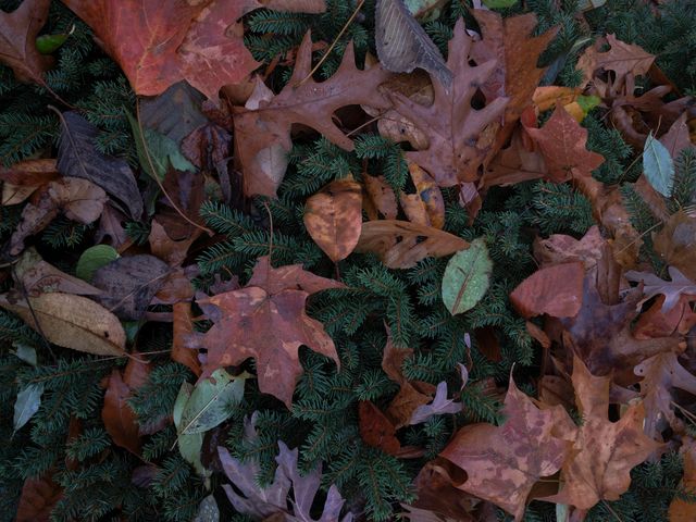 Autumn Leaves Scattered on Evergreen Bush - Download Free Stock Photos Pikwizard.com