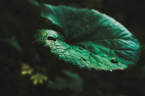 Closeup of textured leaf with light and shadow patches