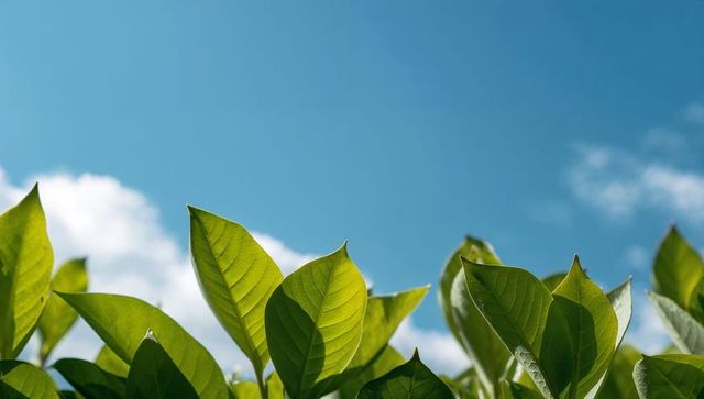 Sunlit green leaves reaching toward blue sky with detailed veins and backlight