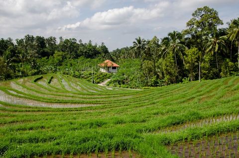 Scenic view of lush green terraced rice fields with tropical backdrop