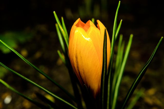 Orange crocus flower blooming in a garden with evening light and natural greenery. Ideal for nature, gardening, and seasonal spring publications. Perfect for content related to plant life, botany, and outdoor scenery.