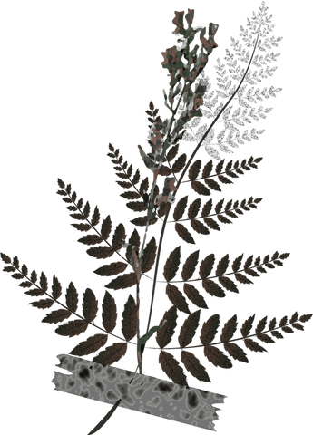 Fernlike stem illustration with black tape on transparent background