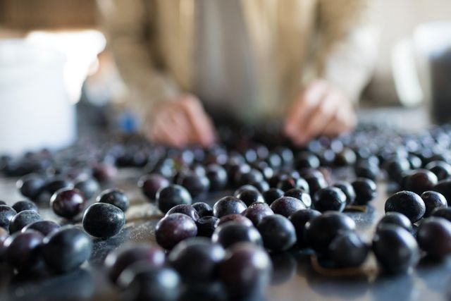 Mid-section of worker checking a harvested olives in factory