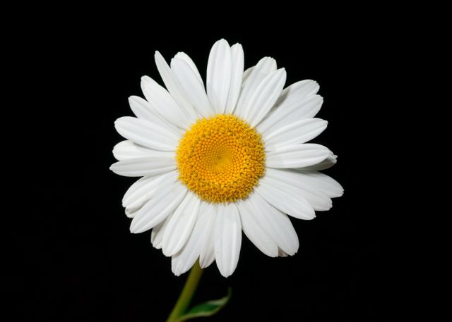 This close-up of a white daisy bloom with a black background highlights its beauty and simple elegance. The image emphasizes the blooming flower with its bright yellow center and delicate white petals. Perfect for use in floral decorations, nature-themed designs, botanical studies, greeting cards, or as wall art for a calming effect.