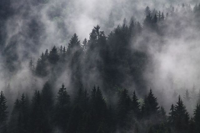 Dense fog envelops pine trees in a mountain forest, creating an ethereal and atmospheric appearance. Ideal for use in nature-related content, environmental themes, moody or mysterious visuals, and seasonal features. Great for desktop wallpapers, background images, and travel promotions.