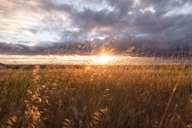 Sunset casting golden hues over a vast grass field with a dramatic cloudy sky. Ideal for background use in nature-themed articles, blogs, and websites or to illustrate concepts of tranquility and natural beauty.