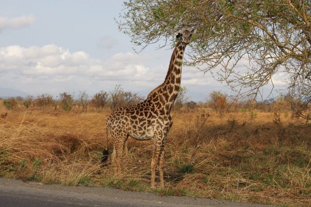 Giraffe stands on the side of a road, with its neck extended to reach tree branches in the African savannah. The background features a landscape with dry grass and sparse trees, typical of the African safari plains. This image can be used for articles about wildlife, educational content on giraffes, travel blogs about African safaris, and nature conservation campaigns.