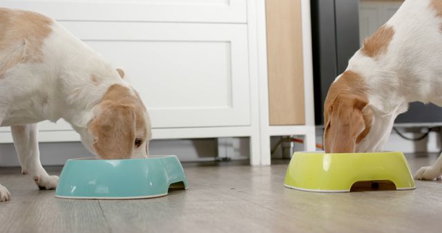 Two pet dogs eating food from bowls in a kitchen at home. Food and drink, pets and domestic life, unaltered.