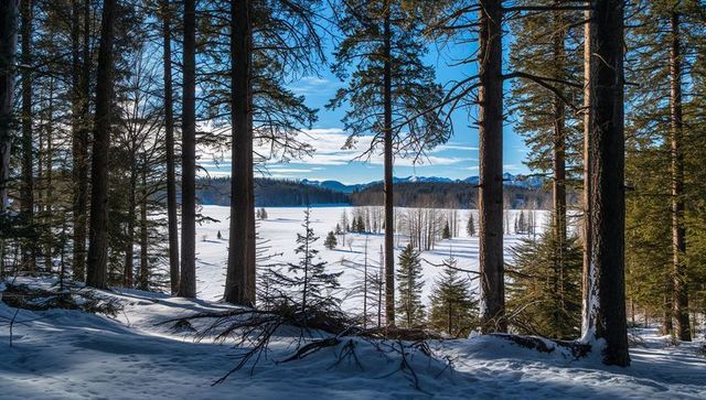 Sunlit pine trunks framing frozen alpine lake through crisp winter forest and distant mountains