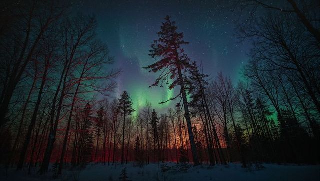 Aurora Borealis Over Snowy Forest with Stark Pine Silhouette