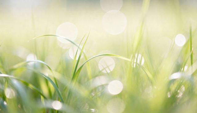 Sunlit dewy grass closeup with soft bokeh and glowing morning meadow macro background