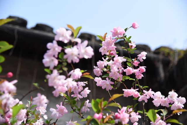 Beautiful Pink Blossoms Blooming Against Rustic Wall - Download Free Stock Photos Pikwizard.com