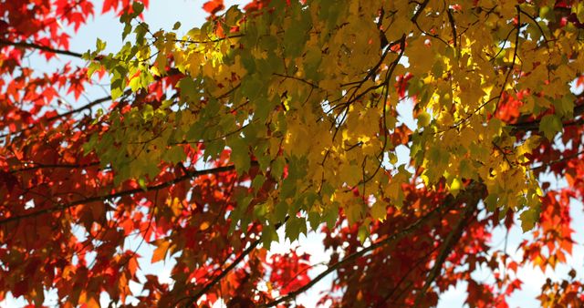 Close-up of autumn leaves displaying red and yellow colors. Perfect for seasonal decorations, nature websites, backgrounds for outdoor themes, and articles about fall foliage and changing seasons.