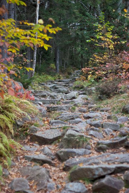 Rocky forest trail surrounded by autumn foliage offers a picturesque scene. Ideal for use in articles, brochures, and websites focused on outdoor activities, hiking trails, and nature trips. Perfect for illustrating concepts of adventure and exploration.