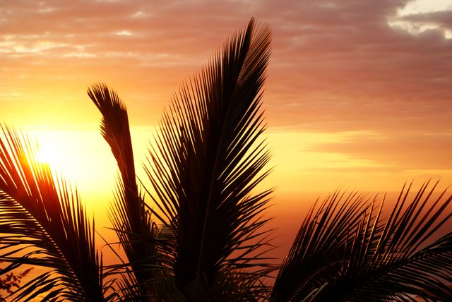 Palm fronds silhouetted against orange and yellow hues of sunset, beside calm ocean. Ideal for tropical vacation themes, calming backgrounds, serene landscape presentations, travel brochures. Evokes warmth and relaxation.