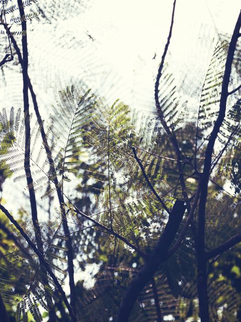 Fern leaves and tree branches create an intricate canopy, allowing beams of sunlight to filter through. Perfect for use in nature-themed projects, backgrounds, relaxation visuals, and eco-friendly content.