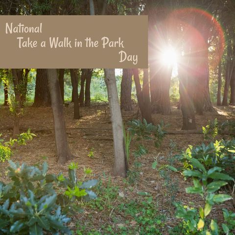 sunlight filtering through trees on national park day - Download Free Stock Templates Pikwizard.com