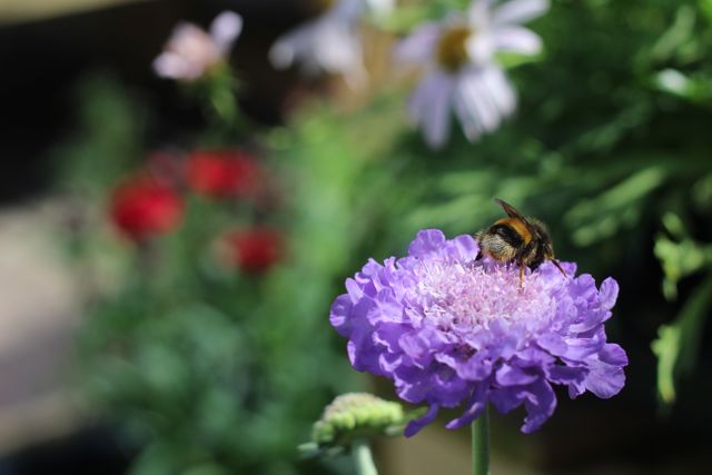 Bee collecting pollen from a vibrant purple flower in a garden. Ideal for websites and content related to gardening, nature, pollination, wildlife, environmental projects, and botany studies.