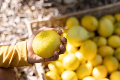 Close-up hand holding ripe lemon over crate of sunlit citrus at farmers market