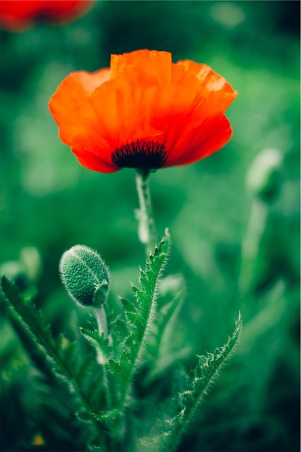 Close-up of Vibrant Red Poppy Flower in Bloom - Download Free Stock Photos Pikwizard.com