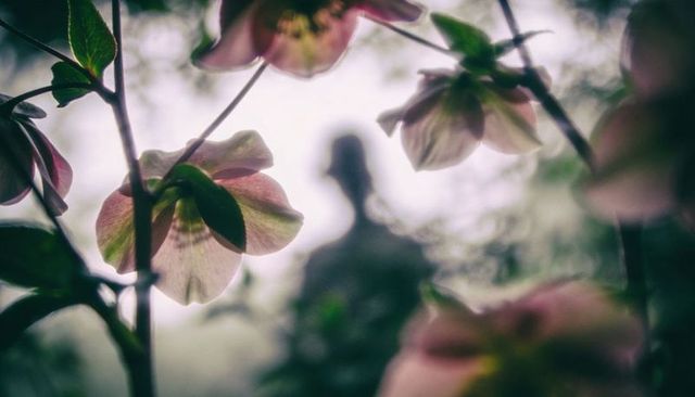 Backlit pale pink-green blossom blooming with soft bokeh and blurred garden silhouette