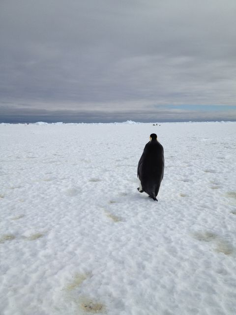 Photo depicts an emperor penguin walking across an expansive snowy landscape in Antarctica. The scene is captured under a gloomy, cloudy sky, giving the sense of isolation and the harsh environment of the Antarctic region. The photograph was taken during a scientific mission and could be used in projects related to climate change, wildlife conservation, and polar exploration.