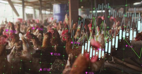 Chickens in Farm with Overlay of Financial Data Visualization - Download Free Stock Images Pikwizard.com