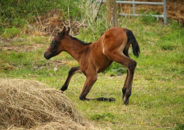 Picture of a young brown foal standing up in grassy field with hay nearby. Ideal for use in equestrian magazines, farm-related articles, springtime postcards, and educational materials about horses.