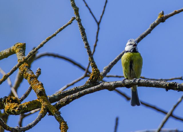 Bird blue tit branch songbird - Download Free Stock Photos Pikwizard.com