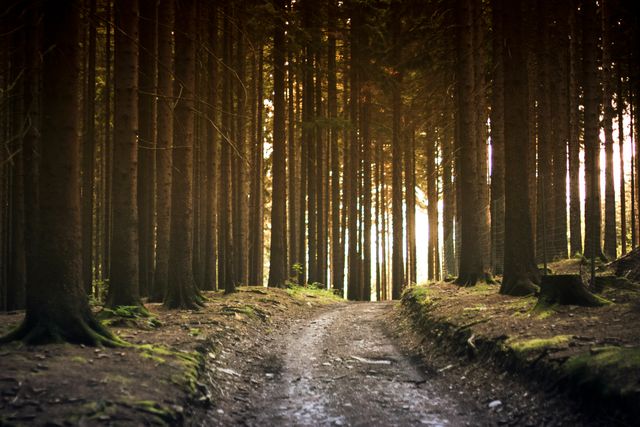 Path in a dense pine forest lit by warm sunlight at sunset, creating a tranquil and serene atmosphere. Ideal for use in travel brochures, nature-themed blogs, meditation backgrounds, or as inspirational imagery for fitness and outdoor adventure advertisements.