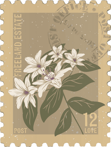 Vintage Botanical Stamp Illustration with White Florals Transparent