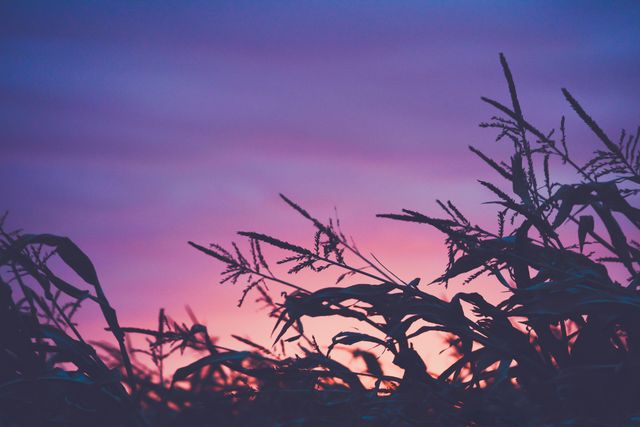 Captivating view of a cornfield during dusk with a vibrant purple and pink sky. Ideal for use in nature, agricultural themes, and backgrounds promoting calmness and serenity. Perfect for blogs, websites, and advertisements related to farming, rural life, or natural landscapes.