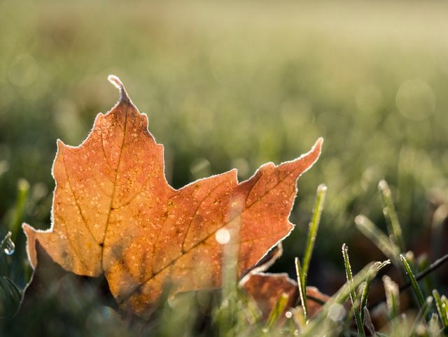 Close-up of an autumn leaf with morning dew resting on green grass. This image is perfect for illustrating fall weather, nature's beauty, changing seasons, and outdoor activities. It can be used in educational materials, websites, and promotional content related to autumn or nature.