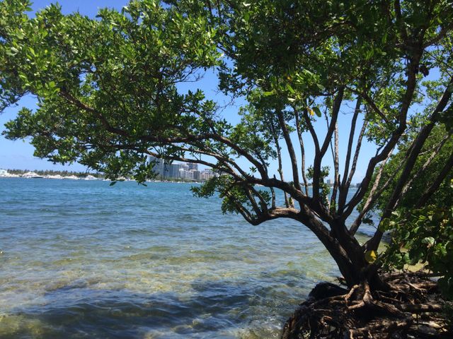Beautiful view of mangrove trees by ocean with clear blue water. Ideal for travel websites, nature photography, environmental presentations, and tropical vacation promotions.