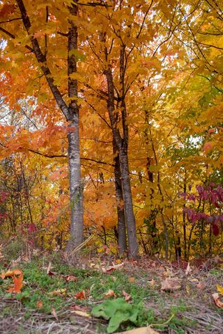 Vibrant Autumn Foliage in Serene Forest Setting