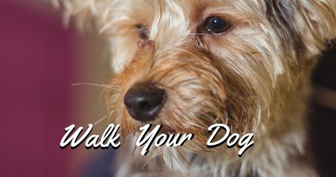 Adorable Yorkshire Terrier Encouraging Dog Walking - Download Free Stock Images Pikwizard.com