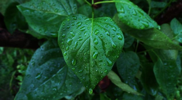 Leaf with water droplets reflecting light, conveying freshness and nature's quiet elegance. Ideal for presentations on nature, gardening websites, eco-friendly blogs, and environmental conservation materials.