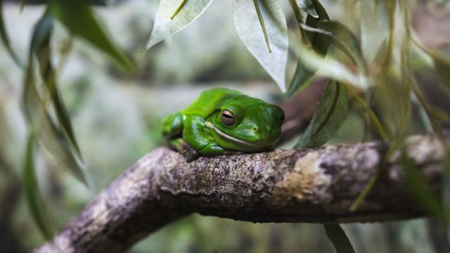 Green Tree Frog Resting on Branch in Lush Forest - Download Free Stock Photos Pikwizard.com