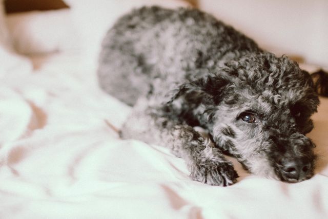 A cute curly-haired dog comfortably laying on a bed, resting peacefully. This image could be used for pet-related content such as articles on pet care, posters promoting pet adoption, blog posts about dog behavior, or advertisements for pet products and accessories, showcasing relaxed animals.