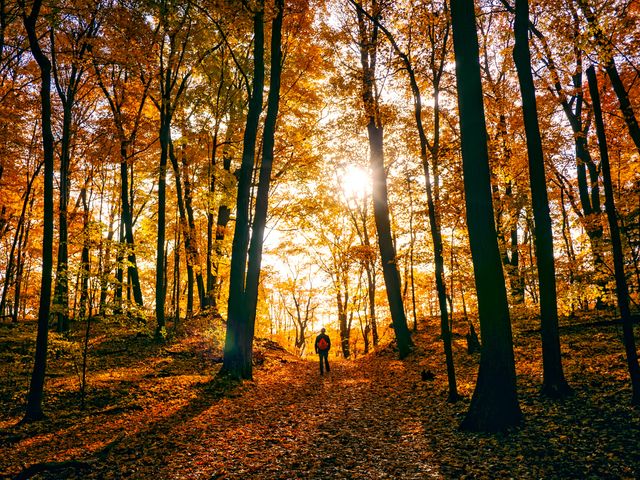 Person enjoying hike through beautiful autumn forest with vibrant yellow foliage and soft sunlight filtering through trees. Ideal for nature, adventure, or travel themes. Perfect for promoting outdoor activities, fitness, wellness, or seasonal landscapes.