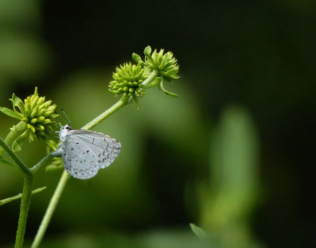 Delicate White Butterfly Resting on Green Budding Plant - Download Free Stock Photos Pikwizard.com
