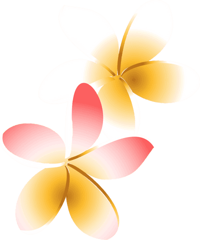 elegant plumeria blooms on transparent background design - Download Free Stock Videos Pikwizard.com