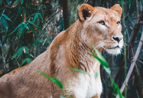 Lioness Portrait Watching Wilderness Through Bamboo Grass with Focused Gaze