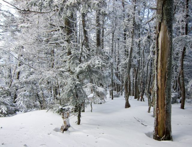 Snow-covered forest with frosty trees, ideal for holiday backgrounds, seasonal promotions, winter-themed designs, nature blogs, and tranquil scenery projects.