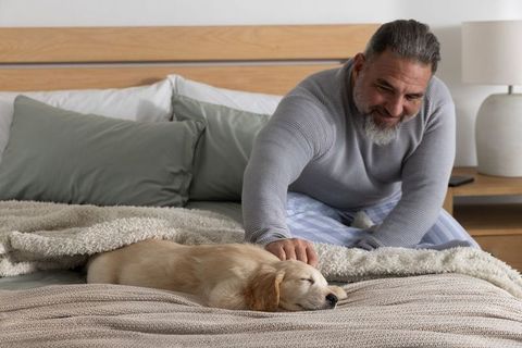 Mature man petting sleeping golden retriever puppy on cozy bed in morning light