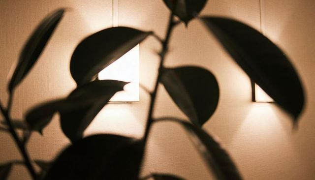 Silhouetted rubber plant leaves casting warm sconce light on textured beige wall