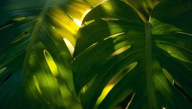 Sunlit Monstera Leaves with Glowing Tropical Foliage