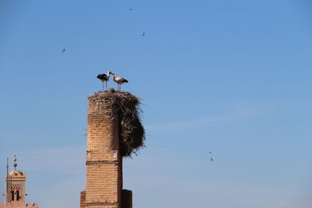 Storks are standing on a large nest atop a brick tower with a clear blue sky in the background. The nest contrasts with the rustic brick structure, creating a blend of natural and architectural beauty. Perfect for use in themes related to wildlife, historical architecture, travel destinations, and urban nature.